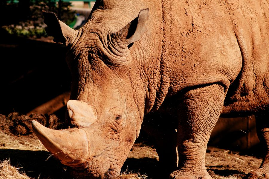 Photo of a rhino
