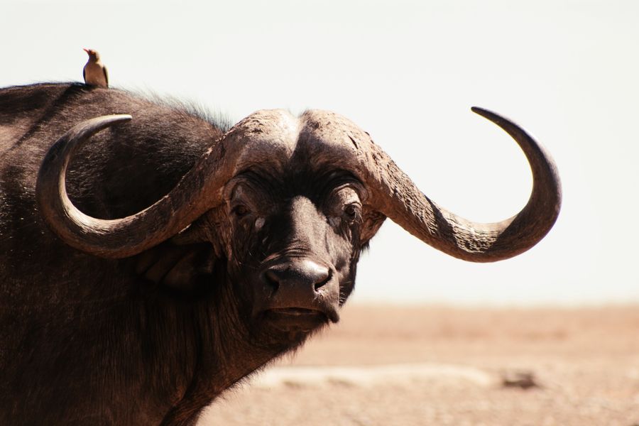 Photo of a buffalo