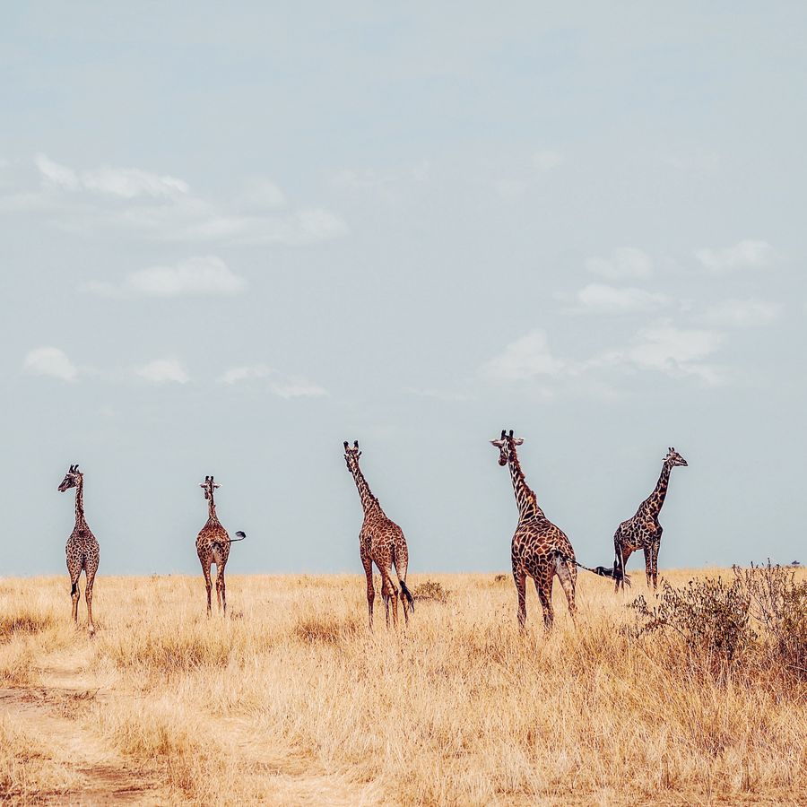 Group of giraffes