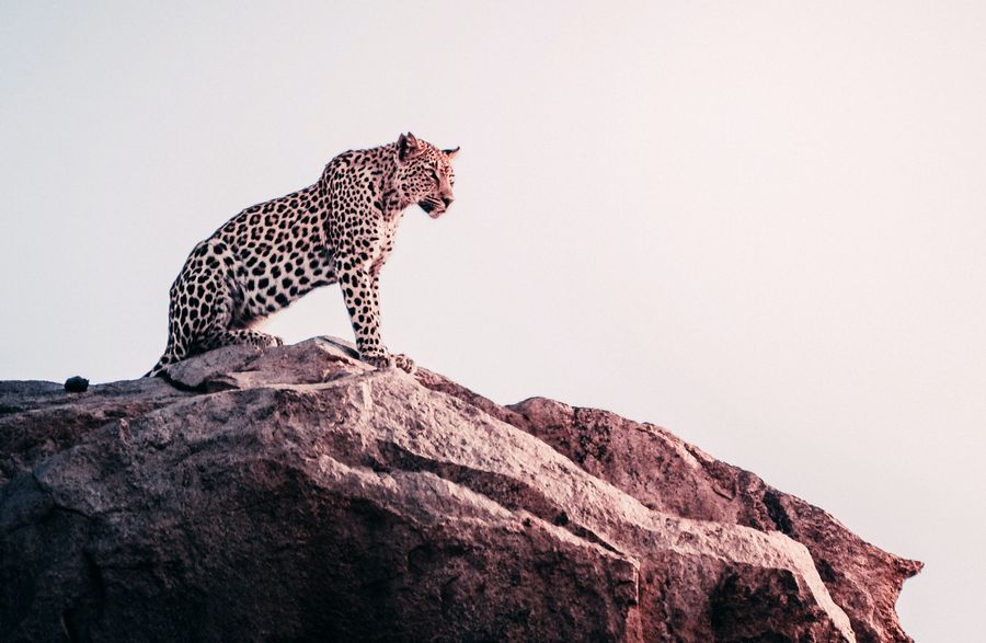 Photo of a leopard